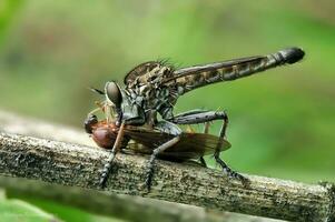 hermosa escarlata libélula fotografía, hermosa libélula en naturaleza, macro fotografía, hermosa naturaleza foto