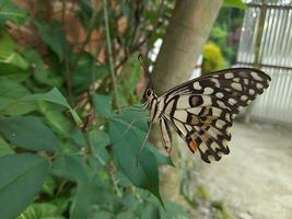 monarca, hermosa mariposa fotografía, hermosa mariposa en flor, macro fotografía, bello naturaleza foto