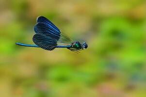 hermosa escarlata libélula fotografía, hermosa libélula en naturaleza, macro fotografía, hermosa naturaleza foto