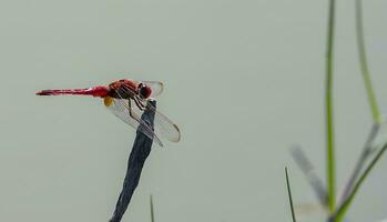 Beautiful Scarlet dragonfly Photography, Beautiful dragonfly on nature, Macro Photography, Beautiful Nature photo