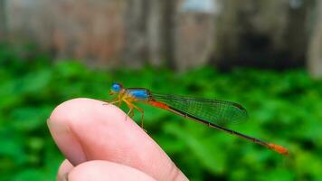 hermosa escarlata libélula fotografía, hermosa libélula en naturaleza, macro fotografía, hermosa naturaleza foto