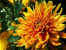 Flower Beautiful Flowers Nature,photography, flowers, flowering plant, beauty in nature, freshness photo