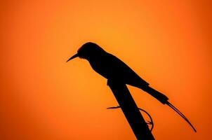 pájaro fotografía, pájaro imagen, más hermosa pájaro fotografía, naturaleza fotografía foto