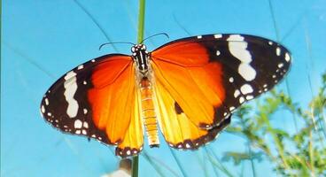 monarca, hermosa mariposa fotografía, hermosa mariposa en flor, macro fotografía, bello naturaleza foto