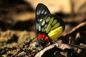 monarca, hermosa mariposa fotografía, hermosa mariposa en flor, macro fotografía, bello naturaleza foto