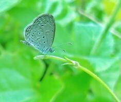 monarca, hermosa mariposa fotografía, hermosa mariposa en flor, macro fotografía, bello naturaleza foto