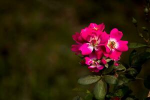 Flower Beautiful Flowers Nature,photography, flowers, flowering plant, beauty in nature, freshness photo