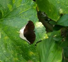 Monarch, Beautiful Butterfly Photography, Beautiful butterfly on flower, Macro Photography, Beautyful Nature photo