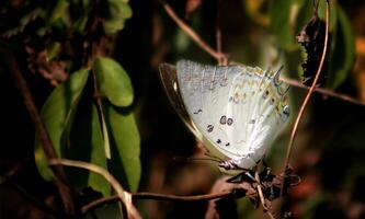 Monarch, Beautiful Butterfly Photography, Beautiful butterfly on flower, Macro Photography, Beautyful Nature photo