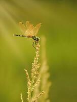 hermosa escarlata libélula fotografía, hermosa libélula en naturaleza, macro fotografía, hermosa naturaleza foto