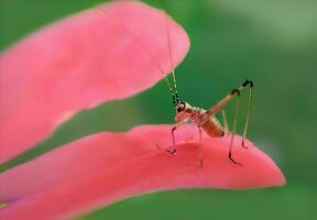 hermosa escarlata libélula fotografía, hermosa libélula en naturaleza, macro fotografía, hermosa naturaleza foto