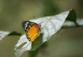 monarca, hermosa mariposa fotografía, hermosa mariposa en flor, macro fotografía, bello naturaleza foto