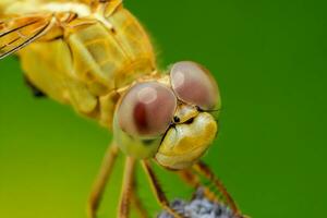 hermosa escarlata libélula fotografía, hermosa libélula en naturaleza, macro fotografía, hermosa naturaleza foto