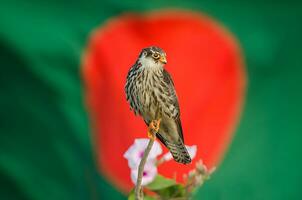 pájaro fotografía, pájaro imagen, más hermosa pájaro fotografía, naturaleza fotografía foto