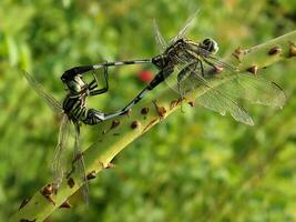 Beautiful Scarlet dragonfly Photography, Beautiful dragonfly on nature, Macro Photography, Beautiful Nature photo