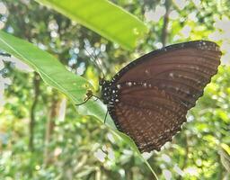 Monarch, Beautiful Butterfly Photography, Beautiful butterfly on flower, Macro Photography, Beautyful Nature photo