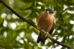 pájaro fotografía, pájaro imagen, más hermosa pájaro fotografía, naturaleza fotografía foto