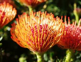 Colorful flower closeup photo