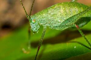 hermosa escarlata libélula fotografía, hermosa libélula en naturaleza, macro fotografía, hermosa naturaleza foto