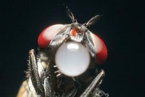 hermosa escarlata libélula fotografía, hermosa libélula en naturaleza, macro fotografía, hermosa naturaleza foto