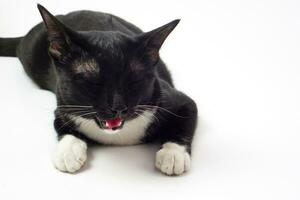 linda negro peludo gato acostado en blanco antecedentes. mascota y mamífero concepto. foto