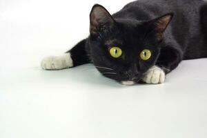 Black furry playful cat staring at something and prepared to pounce. Pet and playful concept. photo