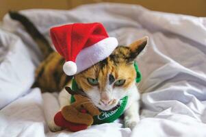 Cat  in santa claus hat Christmas winter photo