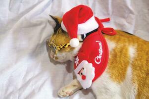 Cat  in santa claus hat Christmas winter funny day photo