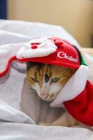 Cat  in santa claus hat Christmas winter photo
