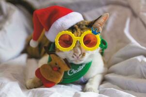 Cat  in santa claus hat Christmas winter funny day photo