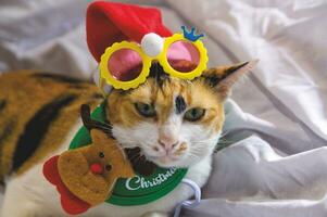 gato en Papa Noel claus sombrero Navidad invierno foto
