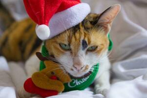 Cat  in santa claus hat Christmas winter funny day photo