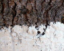 Abstract closeup of the wooden texture photo