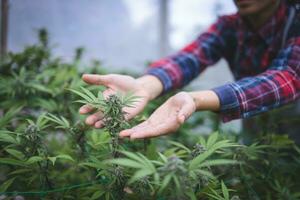 Researchers research and record data from cannabis plants on hemp farms. Medical marijuana, cbd and hash oil, Concept of herbal alternative medicine, cbd oil, pharmaceptical industry photo