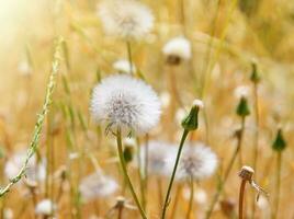 dandelion field in spring photo