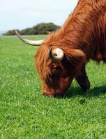 australian cow closeup photo