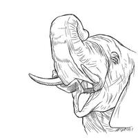 Elephant head. Vector illustration of an elephant head in profile.