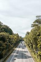 Highway Lined with Beautiful Trees photo