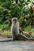 Monkey Sitting on Roadside Poses photo