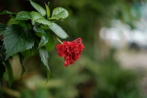 Red Flower Blooms Among Green photo