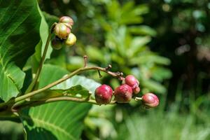 Ripe Red and Green Berries photo