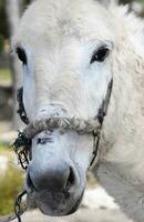 donkey portrait closeup photo