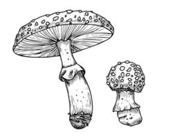 Drawing of Fly Agaric. Hand drawn vector illustrations set of forest psychedelic Mushroom in linear file. Sketch of magic fungus painted in by black and white colors. Sketch of woodland plant