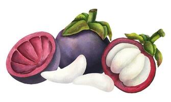 Mangosteen watercolor illustration. Hand drawn sketch of exotic tropical Fruit on isolated background. Drawing of asian food with garcinia and juicy slices. Sketch of mangostana for menu design. vector