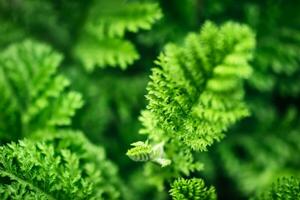 Beautyful dissected leaves green foliage. Natural floral monochrome background, selective focus photo