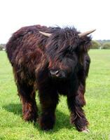 australian cow closeup photo