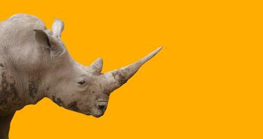 Rhino animal isolated on the yellow backgound photo