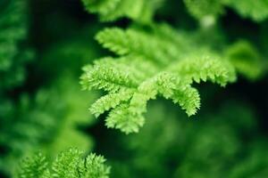 Natural floral monochrome background. Beautyful dissected leaves green foliage, selective focus photo