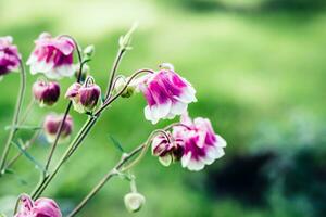 Aquilegia pink flowers blooming in flowerbed. Bright vivid colors. Nature background. Summer Backdrop photo