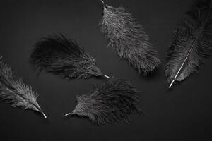 negro monocromo modelo antecedentes con avestruz plumas foto